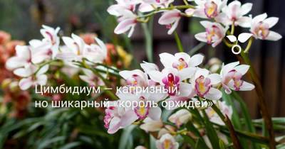 Цимбидиум — капризный, но шикарный «король орхидей» - sadogorod.club