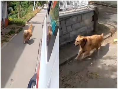 Взволнованный пес побежал за “скорой”, на которой увезли его хозяйку - mur.tv - Турция