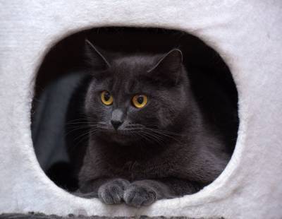 Почему кошки прячутся в домиках - mur.tv