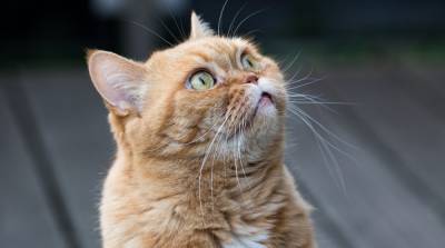 У кошки выпадают усы: что делать и нужно ли волноваться - mur.tv