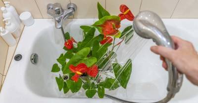 Тропический красавец спатифиллум просто обожает принимать теплый душ, сразу перестает желтеть - takprosto.cc