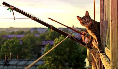 Кошки и «рефлекс парашюта»: можно ли говорить о феномене? - mur.tv