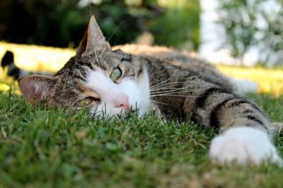 Угрожает ли кошкам тепловой удар? - mur.tv