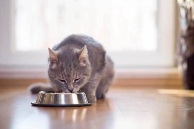 Почему ваша кошка или кот постоянно просит есть? - mur.tv