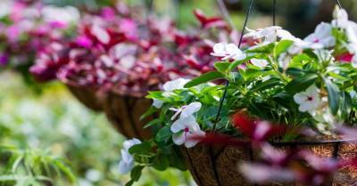 11 лучших ампельных цветов и растений для сада - lifehelper.one