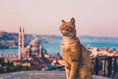 Как самостоятельно организовать путешествие в Стамбул - lifehelper.one - Стамбул