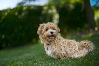 Вниманию собаководов: 5 правил, которые можно нарушать летом и даже нужно - mur.tv