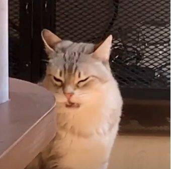 Пять минут смеха: кот понюхал зад у своего друга и остался недоволен - mur.tv