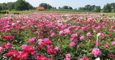 12 мест в Латвии, в которых можно полюбоваться на цветущие пионы - sadogorod.club - Латвия - Рига