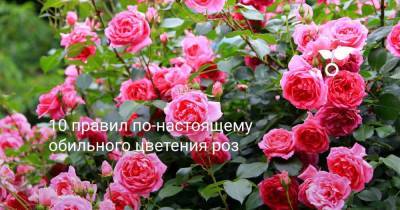 10 правил по-настоящему обильного цветения роз - sadogorod.club