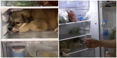 Щенок нашёл отличный способ охладиться в жару - mur.tv - Таиланд