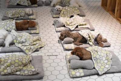 Детский сад для щенков в Японии это нужно видеть! - mur.tv - Япония