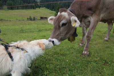 Мы с собакой в деревне: опасна ли встреча с крупным рогатым скотом - mur.tv