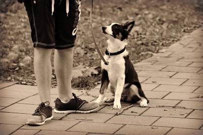 Прогулка с собакой: помним о собственном комфорте и личной безопасности - mur.tv