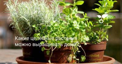 Какие целебные растения можно выращивать дома? - sadogorod.club - Юар