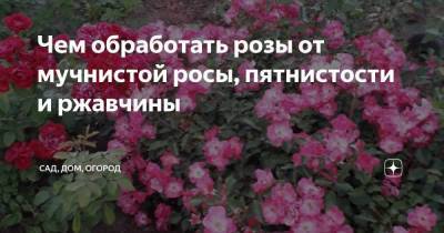 Чем обработать розы от мучнистой росы, пятнистости и ржавчины - sadogorod.club