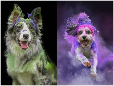 Фотограф показала эмоции собак с помощью красок - mur.tv - Сша