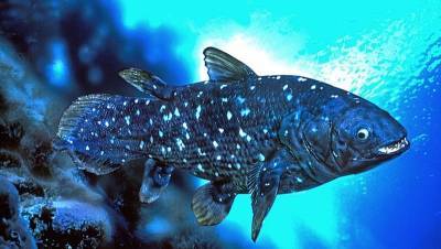 Странна биология рыбы которая живет более 100 лет » Тут гонева НЕТ! - goneva.net.ua