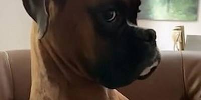 Вы когда-нибудь видели виноватого пса-боксёра? - mur.tv