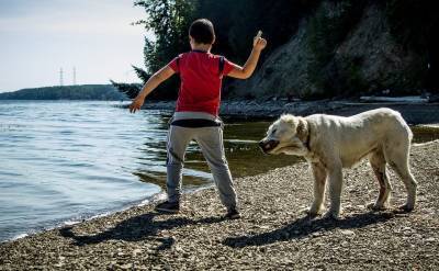 Ваши дети, собака и летние каникулы: на что обратить внимание - mur.tv