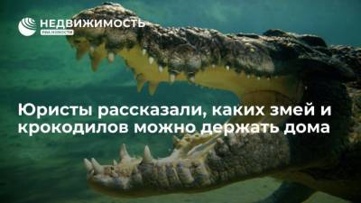 Юристы рассказали, каких змей и крокодилов можно держать дома - mur.tv - Москва