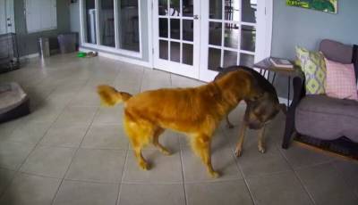 Камера в доме сняла, как собака породы катахула помогает сородичу в трудную минуту - mur.tv