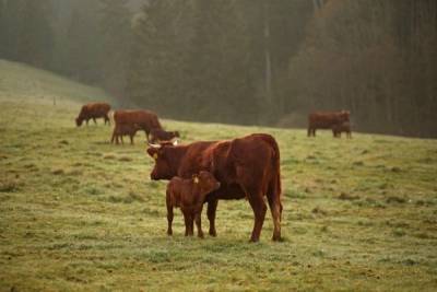 Американский агрохолдинг будет надевать на коров маски ради спасения экологии - mur.tv