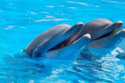 Росрыболовство вводит новые ограничения для спасения дельфинов - mur.tv - республика Крым