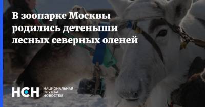В зоопарке Москвы родились детеныши лесных северных оленей - mur.tv - Москва