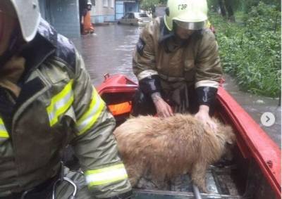 В Ростове пожарные спасли собаку из подвала затопленной дождем 9-этажки - mur.tv