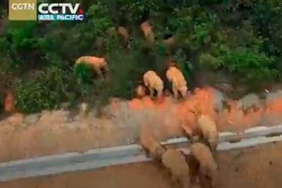 Слоны сбежали из заповедника и оставили после себя 500 километров разрушений - mur.tv - Китай