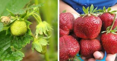 Органическое удобрение для подкормки клубники: ягода увеличится на глазах - lifehelper.one