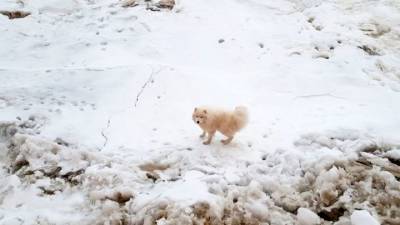 Экипаж ледокола “Александр Санников” среди арктических льдов обнаружил потерявшуюся собаку - mur.tv