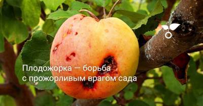 Плодожорка — борьба с прожорливым врагом сада - sadogorod.club
