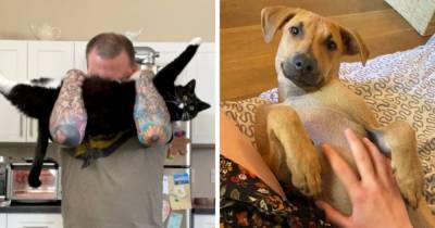18 фотографий котов и собак, которых спасли новые хозяева, и никто из них не смог скрыть своего счастья - mur.tv
