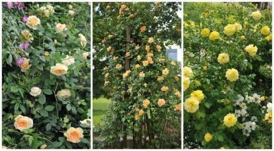 Желтые плетистые розы: 16 лучших сортов с фото и хитрости выращивания - sadogorod.club