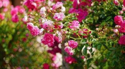 Вьющиеся розы зимостойкие и пышно цветущие летом, посадка с фото и уход - sadogorod.club
