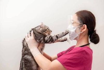 Коронавирус у кошек: лечение, симптомы, опасность для человека - mur.tv
