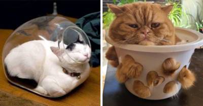 20 доказательств того, что коты — это жидкость, способная занять все возможные пространства - mur.tv