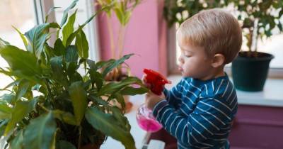 6 комнатных растений, которые безопасно выращивать в доме с детьми и питомцами - lifehelper.one