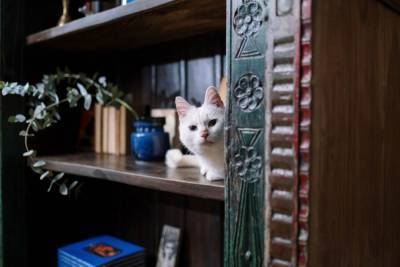 Насколько кошку можно оставить одну дома? - mur.tv