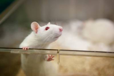 Китайские ученые пересадили матку самцам крыс и зас... - glamour.ru