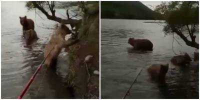 Слабоумие и отвага: россиянин на Камчатке отогнал медведицу с медвежатами удочкой - porosenka.net