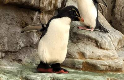 В зоопарке США пожилому пингвину с артритом сшили о... - glamour.ru - Сша