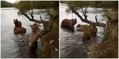 Рыбак встретил медведицу с тремя медвежатами - mur.tv