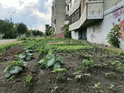 Жители Екатеринбурга начали выращивать под окнами высоток овощи и зелень - sadogorod.club - Екатеринбург