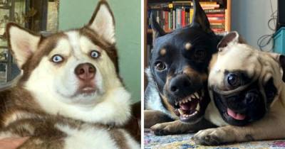 18 эмоциональных фотографий собак, чьи выражения мордочки говорят о себе громче слов - mur.tv