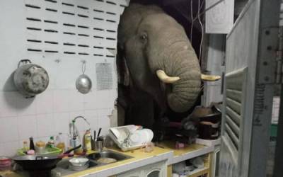 В Таиланде проголодавшийся слон проломил стену жило... - glamour.ru - Таиланд