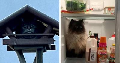 15 случаев, когда коты показали свою беспардонную наглость и были обнаружены там, где их не ждали - mur.tv