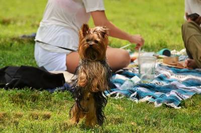 С собакой – на пикник: безопасно и с удовольствием - mur.tv